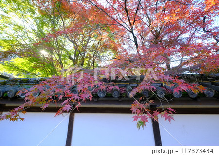 朝日と京都の秋の白壁 117373434