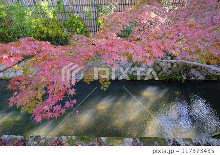 哲学の道の横の紅葉と疎水分線 哲学の道の横の紅葉と疎水分線 117373435