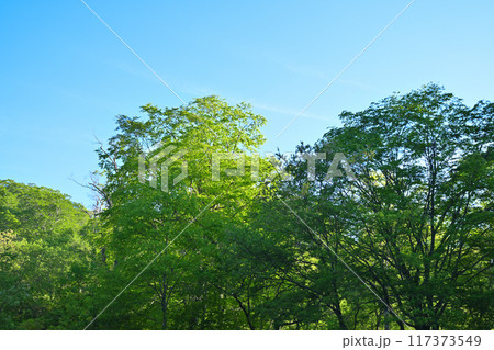 朝日を浴びるブナ林　奥利根水源の森　みなかみ町　　　 117373549