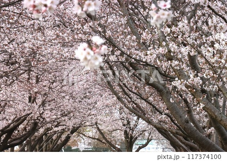 鍵・唐古遺跡 鍵・唐古遺跡 117374100