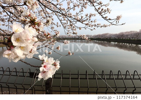 鍵・唐古遺跡 117374164