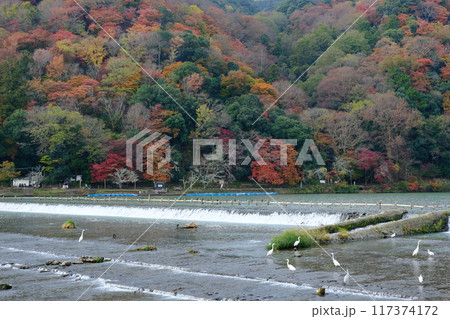 京都大堰川の一ノ井堰 京都大堰川の一ノ井堰 117374172