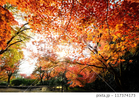 京都の秋の亀山公園 117374173