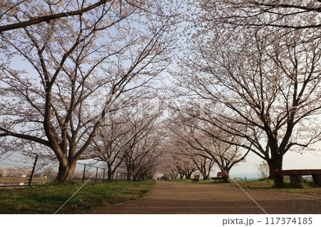 鍵・唐古遺跡 117374185