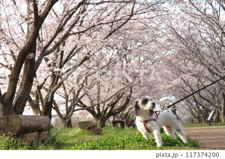 鍵・唐古遺跡 117374200