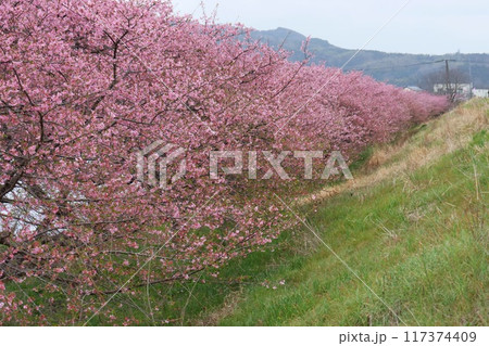 かんなみの桜 柿沢川沿い 畑毛温泉 函南町 伊豆 かんなみの桜 柿沢川沿い 畑毛温泉 函南町 伊豆 117374409