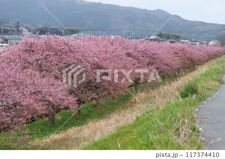 かんなみの桜 柿沢川沿い 畑毛温泉 函南町 伊豆 かんなみの桜 柿沢川沿い 畑毛温泉 函南町 伊豆 117374410