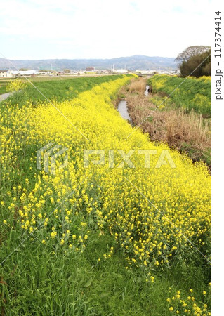 京奈和自転車道の景色 京奈和自転車道の景色 117374414