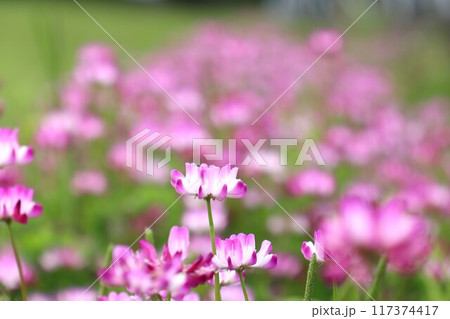 京奈和自転車道の景色 京奈和自転車道の景色 117374417