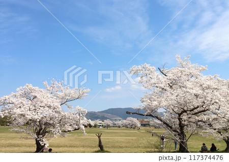 京奈和自転車道の景色 京奈和自転車道の景色 117374476