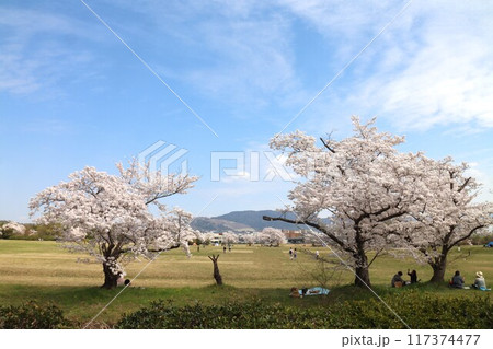 京奈和自転車道の景色 117374477