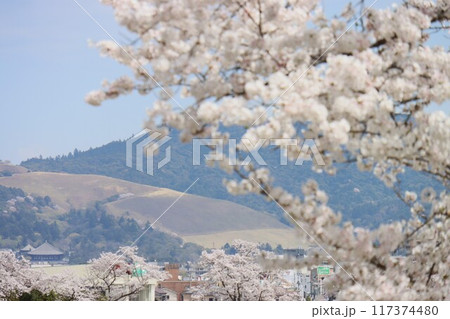 京奈和自転車道の景色 京奈和自転車道の景色 117374480