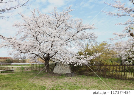 京奈和自転車道の景色 117374484