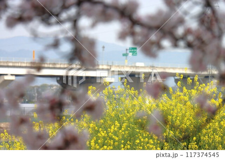 京奈和自転車道の景色 117374545