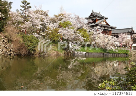 京奈和自転車道の景色 京奈和自転車道の景色 117374613
