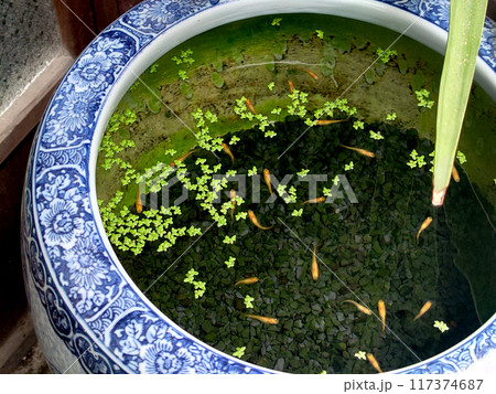 Goldfishes in the japanese garden / 日本庭園 手水鉢で飼う金魚 Goldfishes in the japanese garden / 日本庭園 手水鉢で飼う金魚 117374687