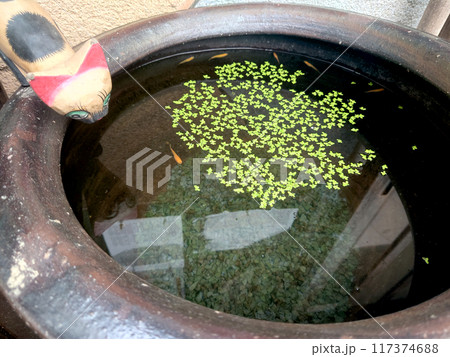 Goldfishes in the japanese garden / 日本庭園 手水鉢で飼う金魚 117374688