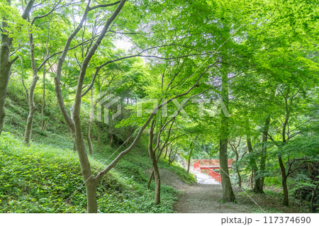 三重県四日市市　青もみじと呼ばれる新緑が美しい宮妻峡の散策路 117374690