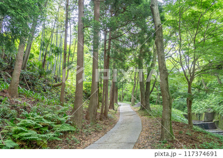 三重県四日市市 青もみじと呼ばれる新緑が美しい宮妻峡の散策路 三重県四日市市 青もみじと呼ばれる新緑が美しい宮妻峡の散策路 117374691