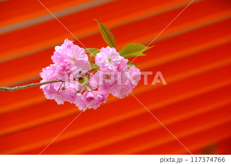 朱塗りの壁に八重桜 117374766