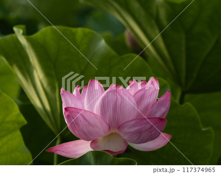 蓮の花のある風景 蓮の花のある風景 117374965