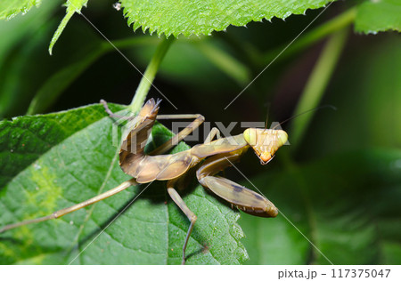 振り返り威嚇するハラビロカマキリの幼虫(茶褐色の斑模様・自然光+ストロボ、マクロ接写撮影) 振り返り威嚇するハラビロカマキリの幼虫(茶褐色の斑模様・自然光+ストロボ、マクロ接写撮影) 117375047