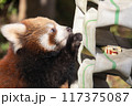 〔福井県鯖江市・西山動物園・10月〕ゴハンのリンゴを凝視するレッサーパンダ 　横顔 117375087