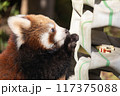 〔福井県鯖江市・西山動物園・10月〕ゴハンのリンゴを凝視するレッサーパンダ 　横顔 117375088