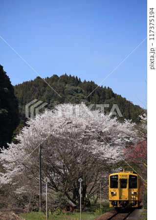 桜と山間のローカル線・Y-DG125・車両番号125-13 桜と山間のローカル線・Y-DG125・車両番号125-13 117375194