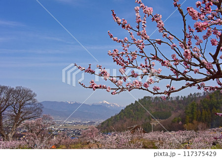 長野県 あんずの里 あんずの花 長野県 あんずの里 あんずの花 117375429