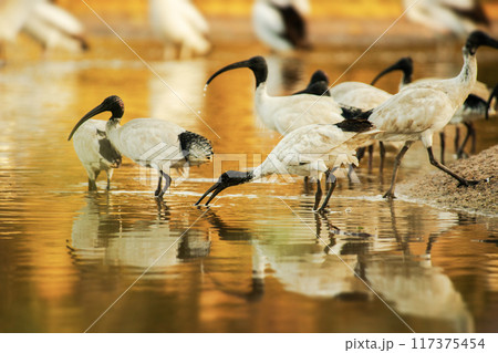 Australian White Ibis Flock drinking water 117375454