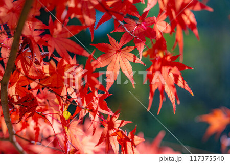 【紅葉素材】紅葉したもみじと青空【長野県】 117375540