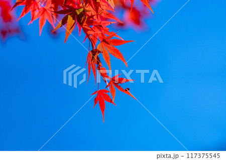 【紅葉素材】紅葉したもみじと青空【長野県】 【紅葉素材】紅葉したもみじと青空【長野県】 117375545