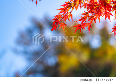 【紅葉素材】紅葉したもみじと青空【長野県】 117375547