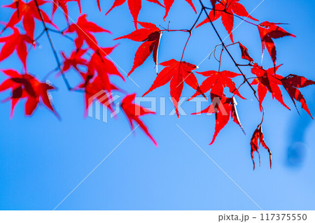 【紅葉素材】紅葉したもみじと青空【長野県】 117375550