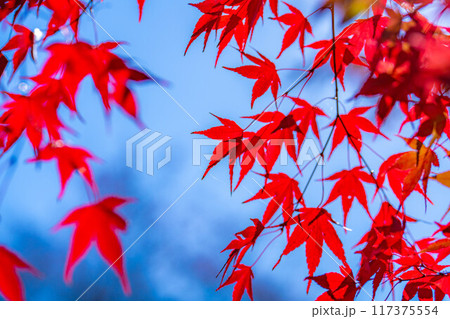 【紅葉素材】紅葉したもみじと青空【長野県】 117375554