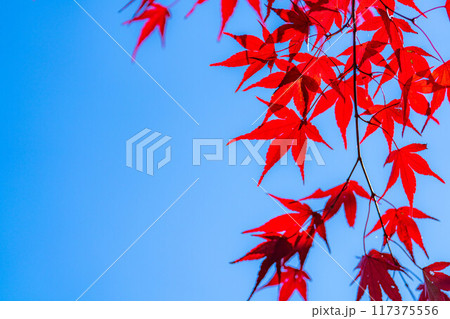 【紅葉素材】紅葉したもみじと青空【長野県】 117375556
