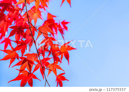 【紅葉素材】紅葉したもみじと青空【長野県】 117375557