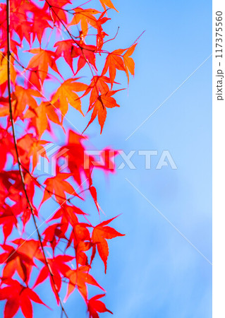【紅葉素材】紅葉したもみじと青空【長野県】 117375560