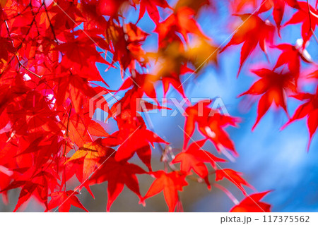 【紅葉素材】紅葉したもみじと青空【長野県】 【紅葉素材】紅葉したもみじと青空【長野県】 117375562