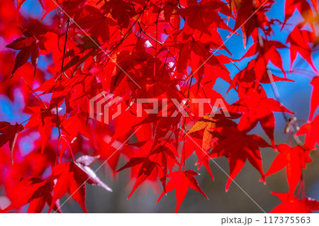 【紅葉素材】紅葉したもみじと青空【長野県】 【紅葉素材】紅葉したもみじと青空【長野県】 117375563