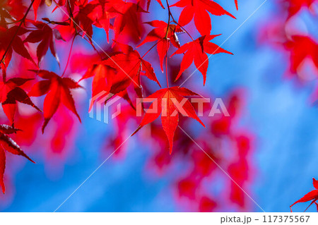 【紅葉素材】紅葉したもみじと青空【長野県】 117375567