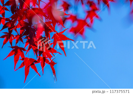 【紅葉素材】紅葉したもみじと青空【長野県】 117375571