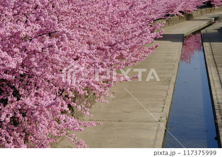 春の京都淀水路 春の京都淀水路 117375999