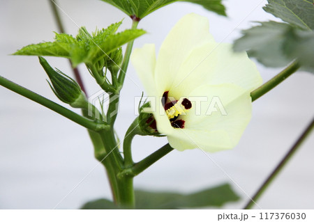 オクラの花とつぼみ オクラの花とつぼみ 117376030