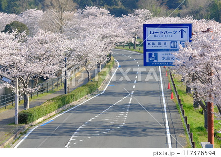 春の水鳥の道ロードパークへ向かう道路 春の水鳥の道ロードパークへ向かう道路 117376594