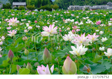 奈良藤原京跡の蓮の花 奈良藤原京跡の蓮の花 117376752