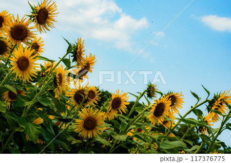 青空に向かって咲くひまわり 117376775