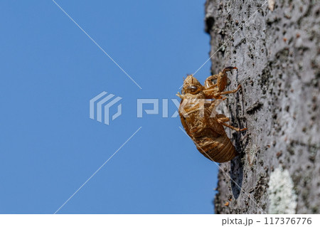 青空と抜け殻 117376776