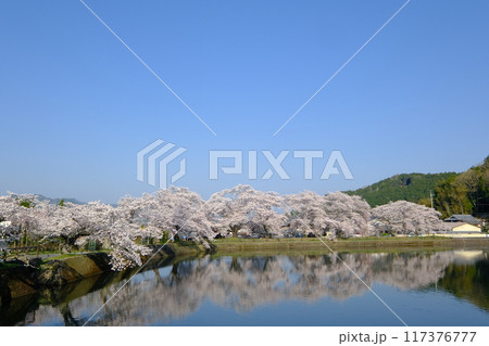 春の平の沢池の下池 117376777